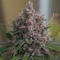 Preview: Purple Queen Photo (Photoperiodic Indica)